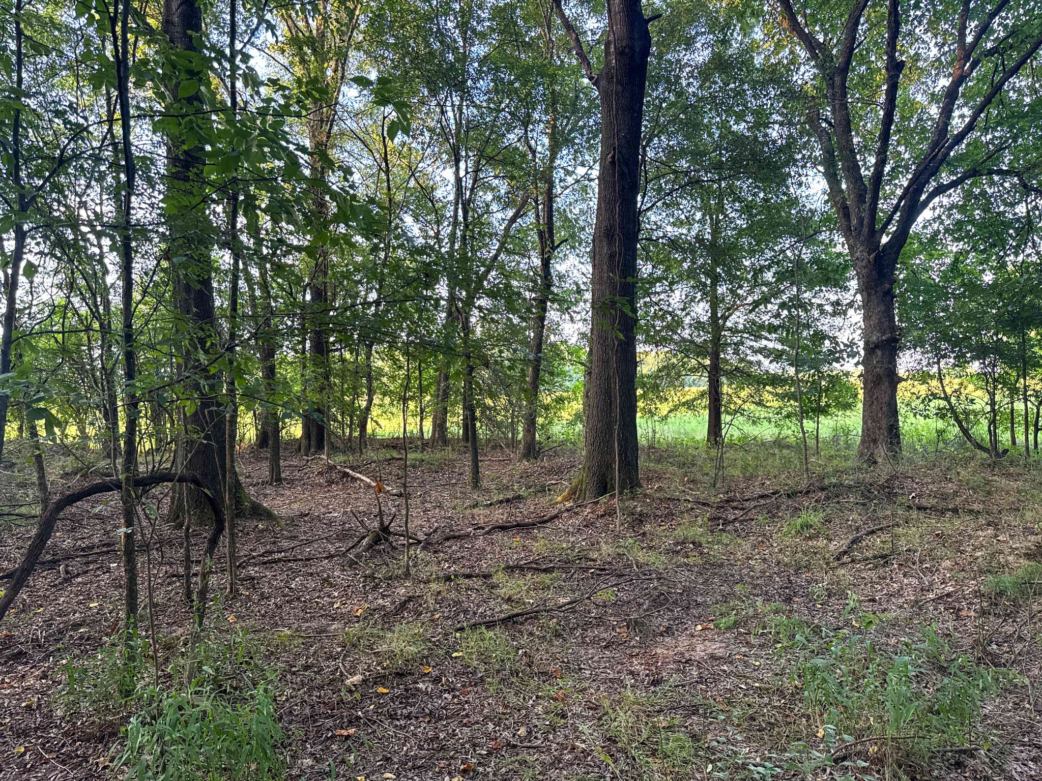 Listing image 49