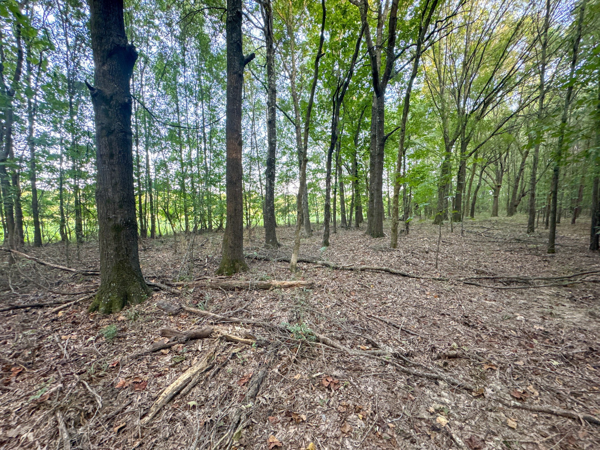 Listing image 45