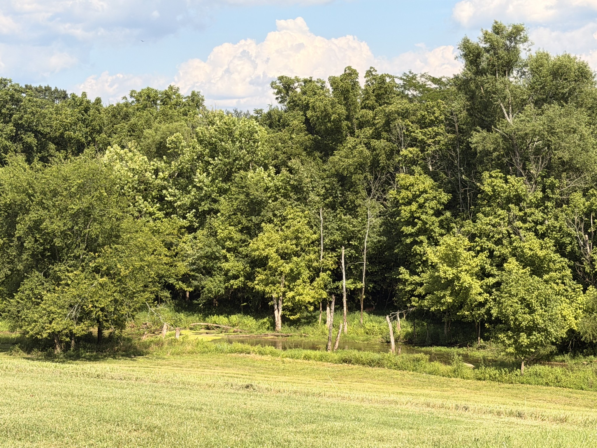 Listing image 78