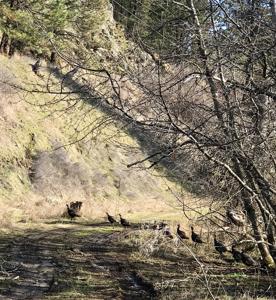 Lenore, Idaho, Land near Clearwater River, Mountain Views - image 4