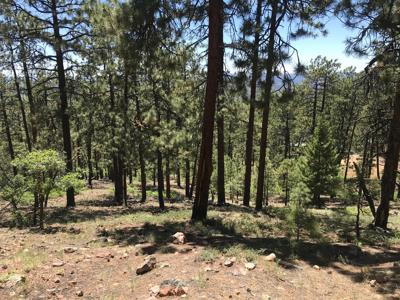 Mountain Land for Sale Chama NM Real Estate w Acreage - image 3