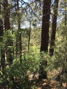 Mountain Land for Sale Chama NM Real Estate w Acreage - image 2