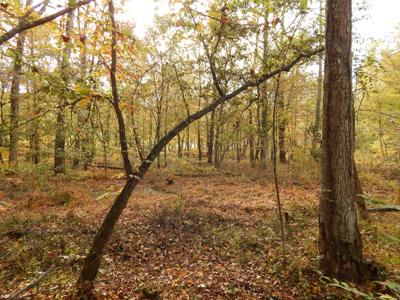 Tn. Historic Home, 6 Acres Land with Creek For Sale!! - image 20