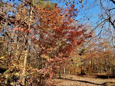 Tn. Historic Home, 6 Acres Land with Creek For Sale!! - image 15