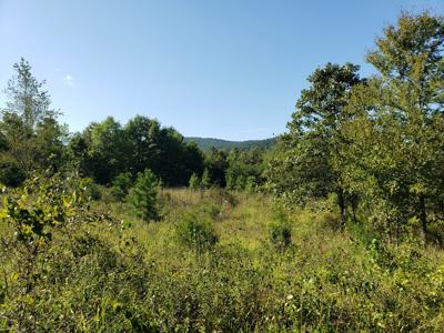 Upper Kiamichi River Wilderness Mountain Cabin - Nat. Forest - image 4