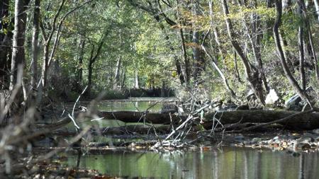 "The China Cave Tract" 447 Acres in Monterey, Tennessee - image 9