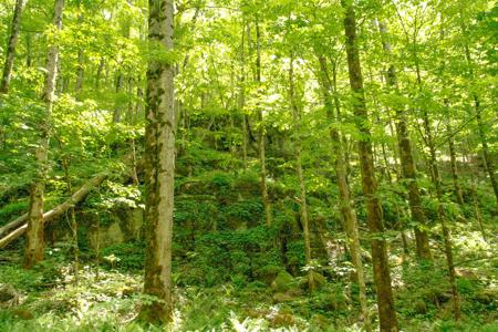 "The China Cave Tract" 447 Acres in Monterey, Tennessee - image 49