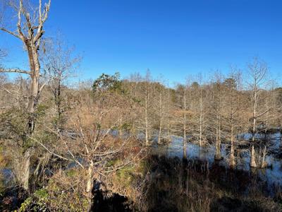 Duck, Deer, Turkey, Hog Hunting - image 15