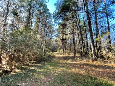 Duck, Deer, Turkey, Hog Hunting - image 16