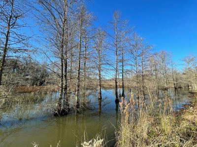 Duck, Deer, Turkey, Hog Hunting - image 13