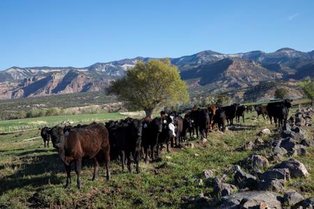 Colorado cattle ranch with grazing permits for sale - image 9