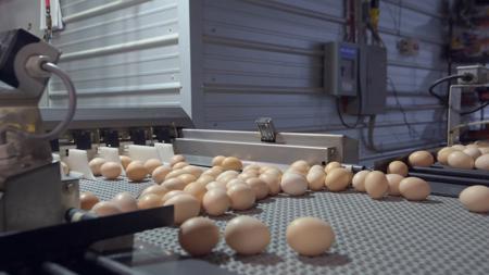 East TX Poultry Breeder Farm & Country Home in Winona Texas - image 9