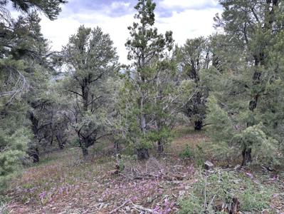 Nevada Virginia City Highlands Reno Treed Land Lot For Sale - image 26