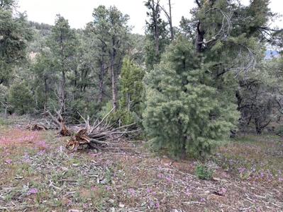 Nevada Virginia City Highlands Reno Treed Land Lot For Sale - image 27