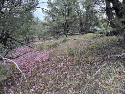 Nevada Virginia City Highlands Reno Treed Land Lot For Sale - image 21