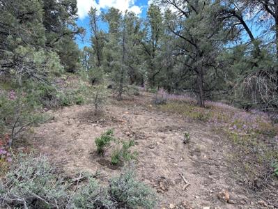 Nevada Virginia City Highlands Reno Treed Land Lot For Sale - image 18