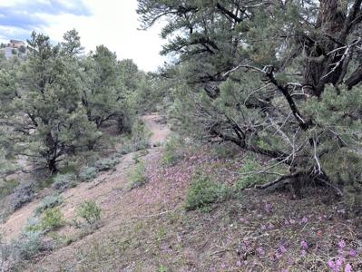 Nevada Virginia City Highlands Reno Treed Land Lot For Sale - image 20