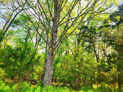 Land for sale branson missouri - image 12