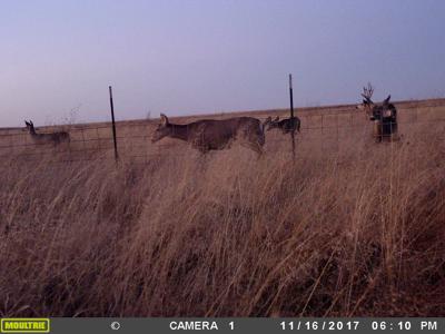 Texas Mule Deer and Cattle grazing LAND in Cochran County - image 13