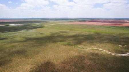 Texas Mule Deer and Cattle grazing LAND in Cochran County - image 21