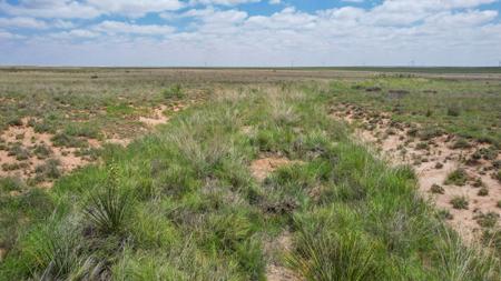 Texas Mule Deer and Cattle grazing LAND in Cochran County - image 5