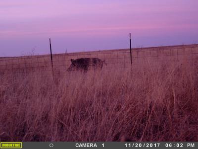 Texas Mule Deer and Cattle grazing LAND in Cochran County - image 17