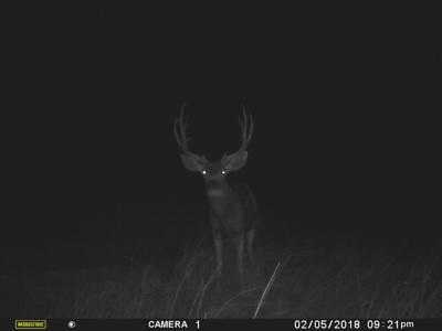 Texas Mule Deer and Cattle grazing LAND in Cochran County - image 10