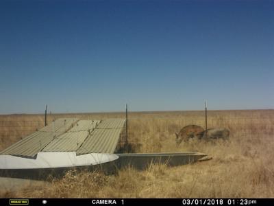 Texas Mule Deer and Cattle grazing LAND in Cochran County - image 11