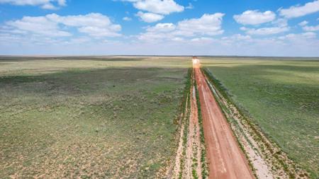 Texas Mule Deer and Cattle grazing LAND in Cochran County - image 8