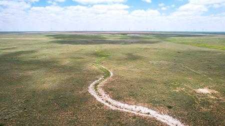 Texas Mule Deer and Cattle grazing LAND in Cochran County - image 4