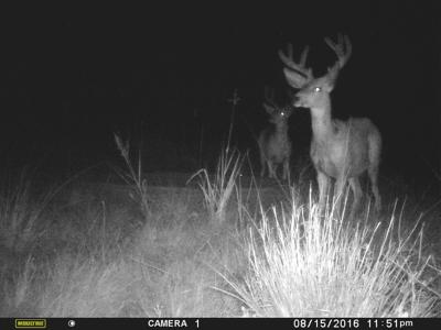 Texas Mule Deer and Cattle grazing LAND in Cochran County - image 12