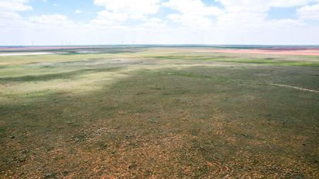 Texas Mule Deer and Cattle grazing LAND in Cochran County - image 2