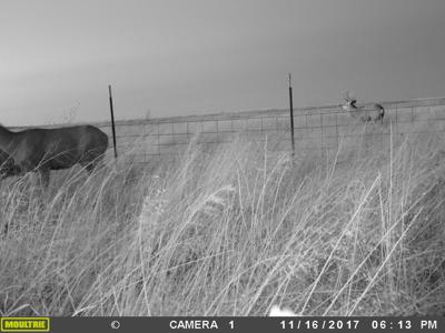 Texas Mule Deer and Cattle grazing LAND in Cochran County - image 14