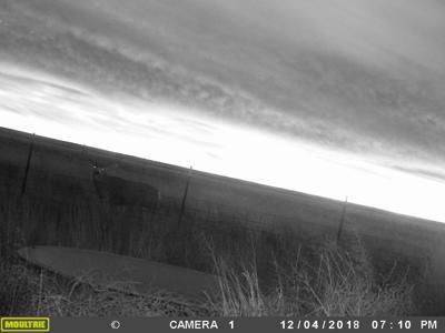 Texas Mule Deer and Cattle grazing LAND in Cochran County - image 18