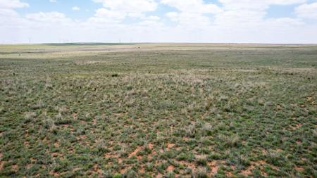 Texas Mule Deer and Cattle grazing LAND in Cochran County - image 3