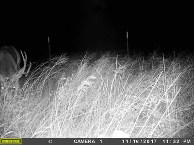 Texas Mule Deer and Cattle grazing LAND in Cochran County - image 16