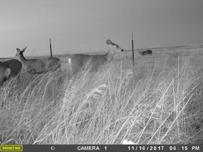 Texas Mule Deer and Cattle grazing LAND in Cochran County - image 15