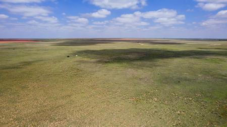 Texas Mule Deer and Cattle grazing LAND in Cochran County - image 24