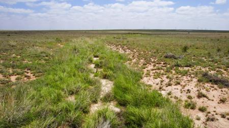 Texas Mule Deer and Cattle grazing LAND in Cochran County - image 23