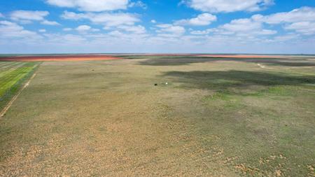 Texas Mule Deer and Cattle grazing LAND in Cochran County - image 9