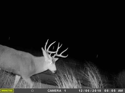 Texas Mule Deer and Cattle grazing LAND in Cochran County - image 19