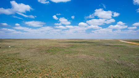 Texas Mule Deer and Cattle grazing LAND in Cochran County - image 1