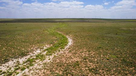 Texas Mule Deer and Cattle grazing LAND in Cochran County - image 20