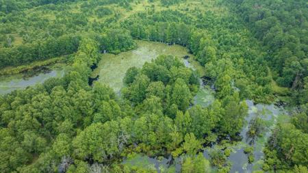 Pine Plantation / Duck Hunting Land for sale - image 5