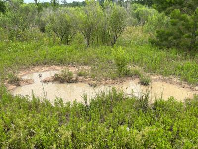 Pine Plantation / Duck Hunting Land for sale - image 21