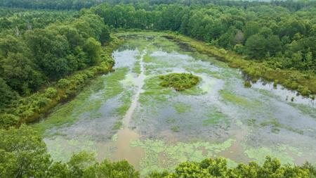 Pine Plantation / Duck Hunting Land for sale - image 7