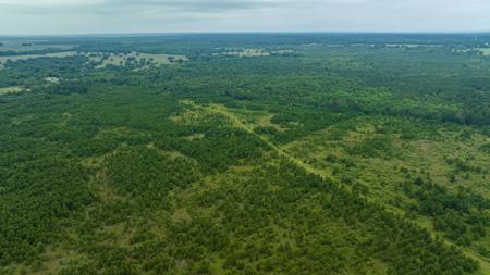 Pine Plantation / Duck Hunting Land for sale - image 1