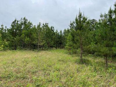 Pine Plantation / Duck Hunting Land for sale - image 18