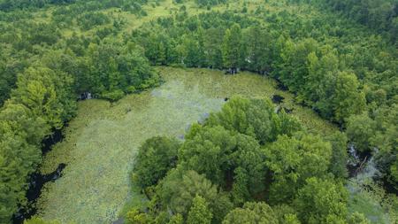 Pine Plantation / Duck Hunting Land for sale - image 4