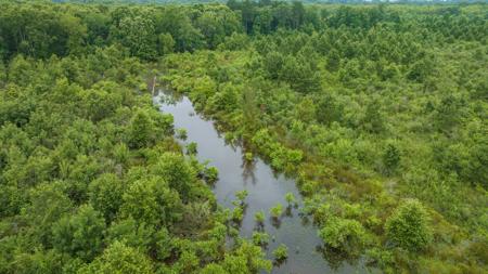 Pine Plantation / Duck Hunting Land for sale - image 10